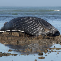 Спасяват заседнал кит край крайбрежието на Германия