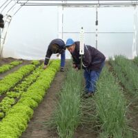 Казанлък с биохрана за децата: Общината отглежда марули и лук за детски градини и социалния патронаж