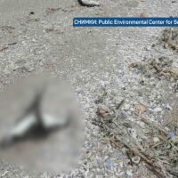 Мистерията на Северното Черноморие: Каква е причината за смъртта на буревестници и делфини?