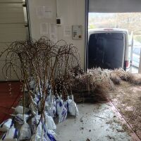 Рекордно количество: Спряха вноса на хиляди овошки и лози с неясен произход