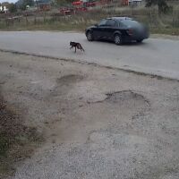 Първи наказан за изоставяне на домашно животно: Камера записала собственика как тръгва с колата си, а кучето бяга след него 