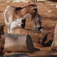 Кои са първите бебета за годината във варненския зоопарк?