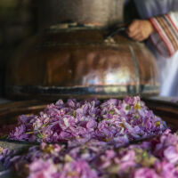 Ще изчезне ли националният ни символ – маслодайната роза?