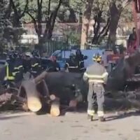 Голямо дърво падна в Рим и рани двама души (ВИДЕО)