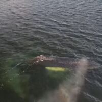 Борят се за живота на заседнал кит, заклещен е от дни (ВИДЕО)