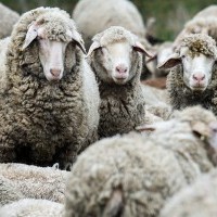 Четирима българи са задържани в Гърция за незаконен превоз на овце