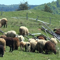 Животновъди за компенсациите на ток: Животновъдството ще изчезне, ако цената на тока се увеличи с 30%