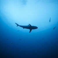 Необичайна разходка по плажа: Жена спаси заседнала акула (ВИДЕО)