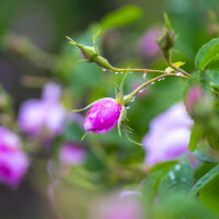 Предлагат Розовата долина да стане част от нематериалното културно наследство на ЮНЕСКО