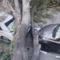 Дърво се стовари върху няколко коли в Асеновград (СНИМКИ)