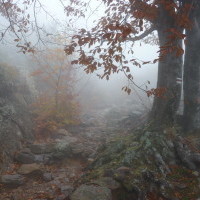 Жълт код за мъгла в 11 области е обявен за утре - 15 ноември (КАРТИ)