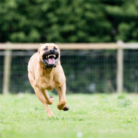 Домашен питбул нахапа две деца, играещи пред блок в Бургас 