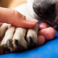 Кученце е спасено от тежки условия в микробус с българска регистрация в Долна Австрия