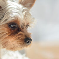 Жена изхвърли кученце от шестия етаж в Несебър - било болно