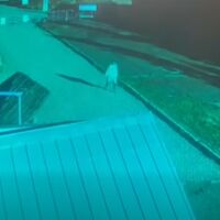 Това е видеото, което показва изчезналата Стефани край хижа "Алеко"