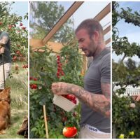 „Перфектната ни вечер? Чаша вино сред зеленчуците“: Как сър Дейвид Бекъм се превърна в градинар?