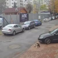 Неволно направил маневра и минал през кучето, обяснил лекарят пред полицията 