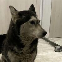 Мъжът, грижил се за прегазеното от лекар куче: Не знаех как да обясня на сина си, че вече не може да си играят 