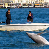 Делфинът Мимо покори Венеция, но експерти предупреждават: „Оставете го на мира“