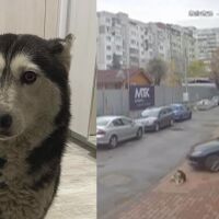 ВМА отстрани от длъжност лекаря, прегазил куче в столичния квартал „Разсадника“