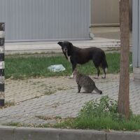 Отново умишлено прегазено куче с кола – този път в Ямбол