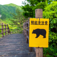 Полицията в Япония вече може да използва пушки срещу мечки