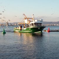 Изчезнаха сафрид, чернокоп и паламуд: Каква е причината?