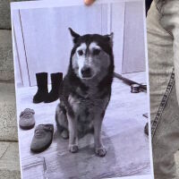 Протест в защита на животните блокира трамваите по бул. „Витоша“ в София