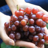 В сезона на гроздето – не  го подминавайте