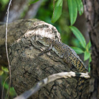 „Падащи крокодили“: Праисторически хищници дебнели плячката си от дърветата