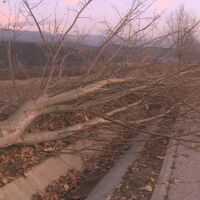 Вандали отрязаха ветрозащитни тополи по пътя към хижа „Яворов“