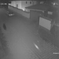 „Тя беше буквално на прага ни“: Мечка обикаля вилната зона на Карлово 