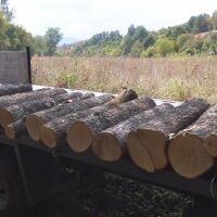 Дърва в кола със затъмнени стъкла: Конфискувани десетки кубици в Монтана