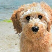 Необичайна присъда: Съдия се произнесе за попечителството над куче