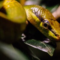 Мъж отглежда над 200 пепелянки, разследват го 