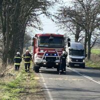 Силният вятър събори голямо дърво край пътя и спря движението между Елхово и Болярово (ВИДЕО)
