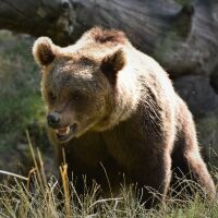 Мечка гризли нападна ученици и учители на планинска пътека, 11 души са пострадали