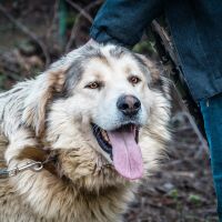 Агресивно куче алабай тормози жителите на столичния кв. „Драгалевци“