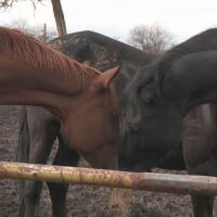 Полицейски коне - на търг... като вещи: Каква е съдбата на животните след „пенсионирането“ им?