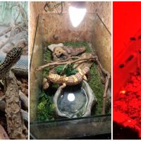 Спасени от контрабанда гекони и тарантули бяха дадени от митницата на терариум в Хасковско