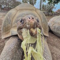 Костенурка от Галапагос почина на 141 години в зоопарка в Сан Диего (ВИДЕО)