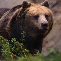 Инсталират хиляди километри електрически огради заради проблема с мечките в Румъния