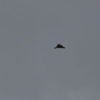 Катар е прехванал атака с дрон, насочена към американска военна база