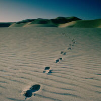 Гигантско „животинско гробище“ на 21 млн. години е открито в пустинята на Катар