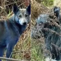 40 години след Чернобил: Откриха сини кучета в забранената зона (ВИДЕО)