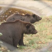 След 40-часово пътуване: Две мечета от Украйна намериха нов дом в Белица