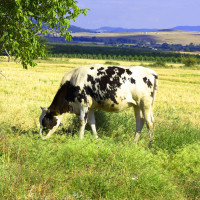 Крави в огън, фермери в отчаяние: Криза с добитъка в Русия