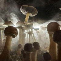 Чехия разрешава лекари да предписват лечебни „магически гъби“ 