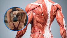 Нови насоки за силови тренировки разбиват 3 мита за здрави мускули