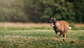 Куче нахапа 8-годишно дете в парк в Стара Загора
